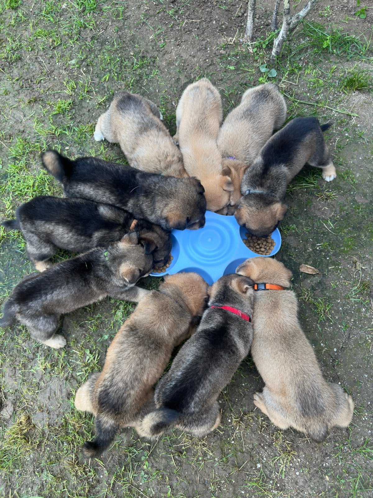 Herder x Eurasier puppy’s, Dieren en Toebehoren, Honden | Herdershonden en Veedrijvers, Parvo, 8 tot 15 weken, Meerdere, Meerdere dieren