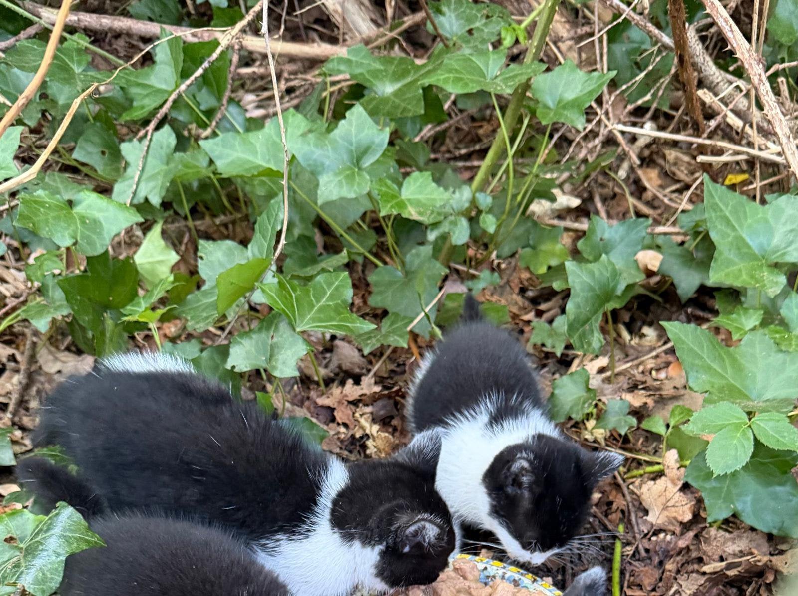 Katte, 0 tot 2 jaar