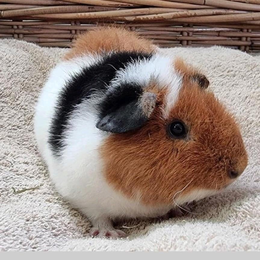 Cavia US teddy, Mannelijk, Tam, Maart, Cavia