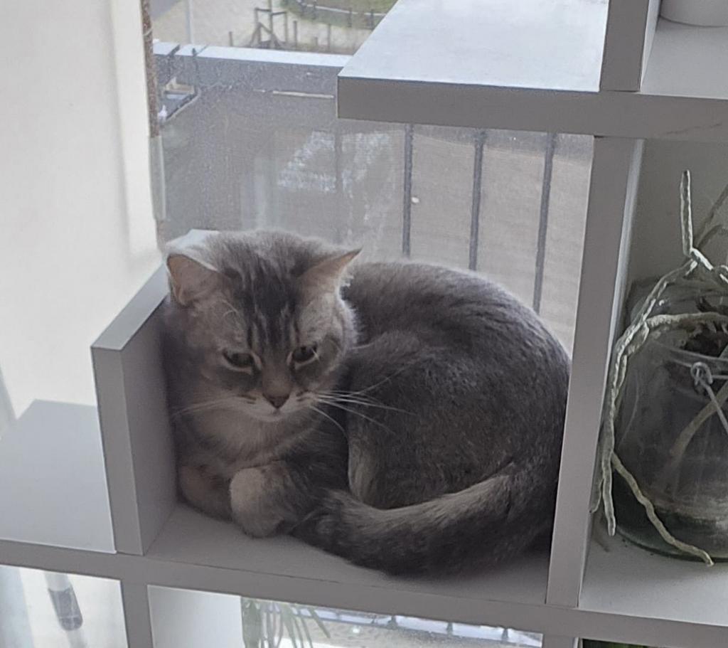 Britse korthaar poes 1,5 jaar, Poes