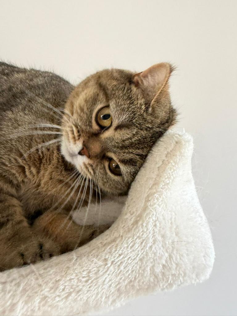 Lieve Luna - britse korthaar, 0 tot 2 jaar