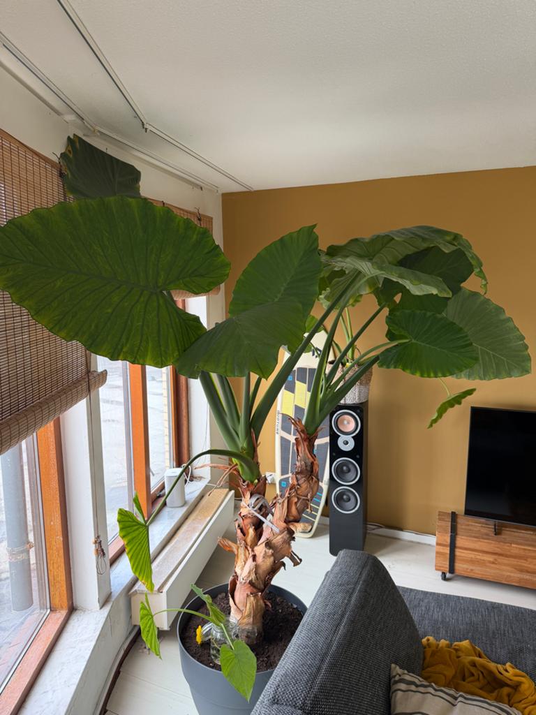 Grote Olifantenoor plant (Alocasia Macrorrhiza), Huis en Inrichting, Kamerplanten, Overige soorten, 100 tot 150 cm, Groene kamerplant