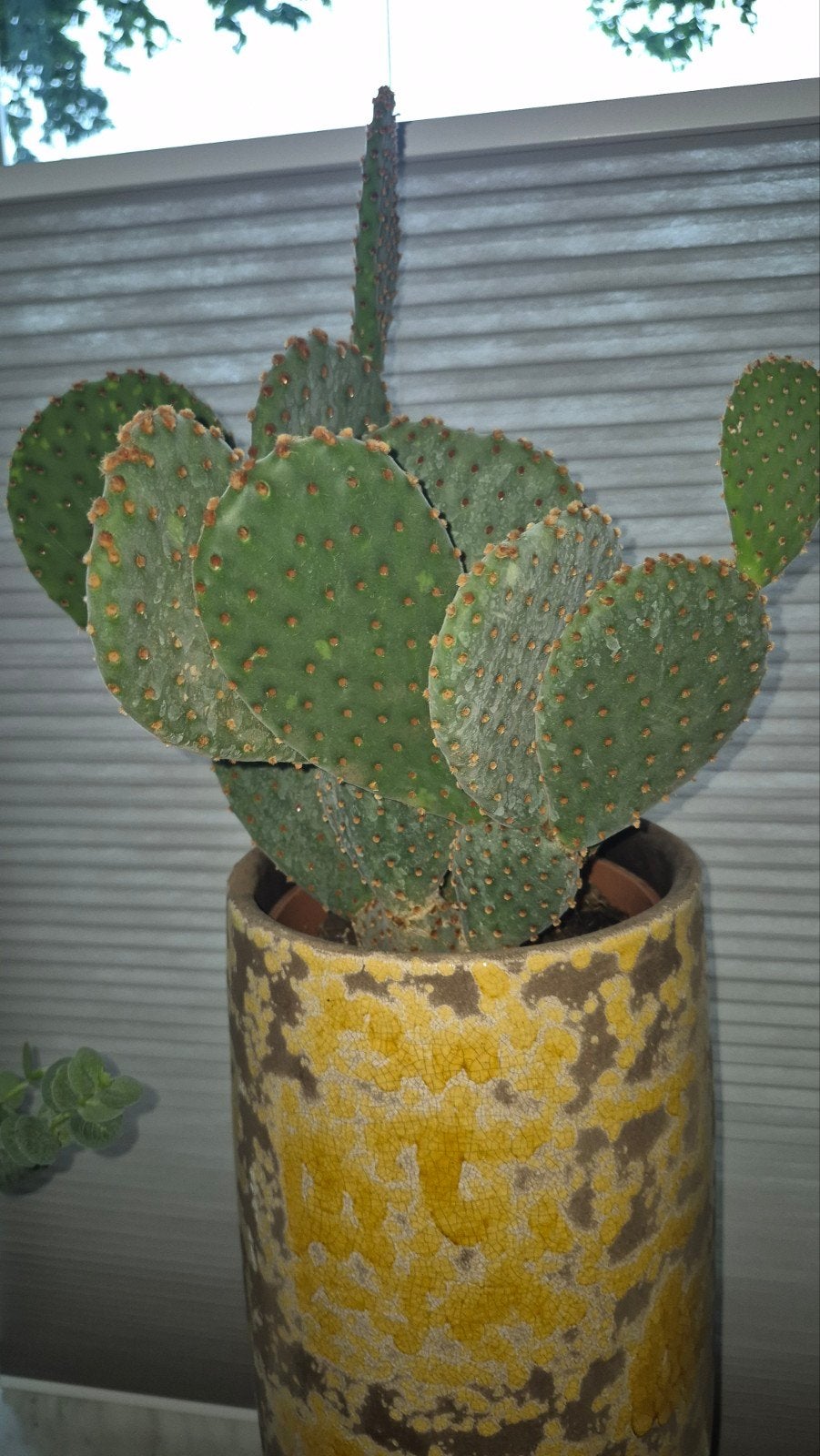 Opuntia Cactus in Gele Pot - Unieke Woestijnplant, Ophalen of Verzenden, Minder dan 100 cm, In pot, Cactus