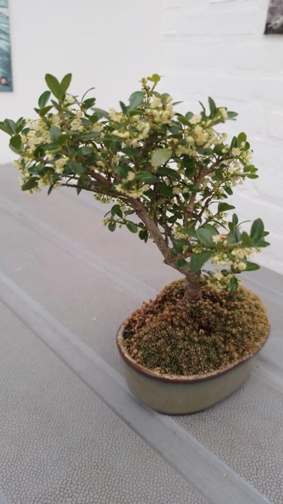Bonsai Ilex, Tuin en Terras, Planten | Bomen, Halfschaduw, Overige soorten, Lente, Minder dan 100 cm