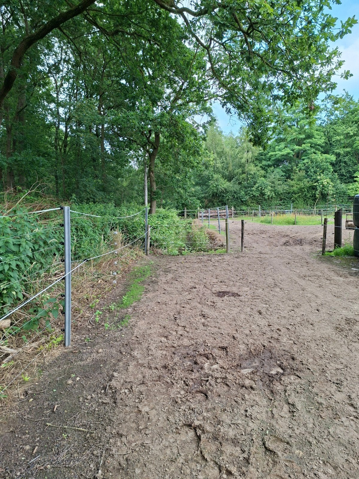 Plaats vrij ruin(ijslander/fjord) inloopstal, all in, bos., Dieren en Toebehoren, Stalling en Weidegang, Weidegang