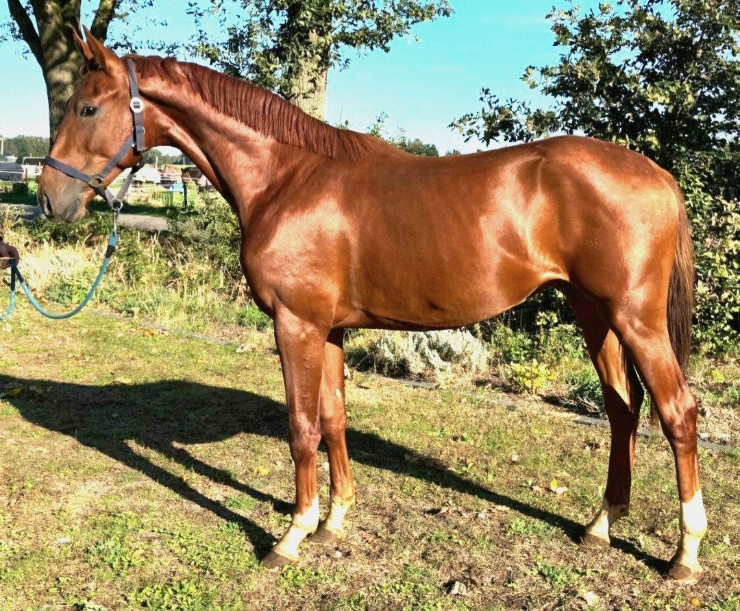 Brave talentvolle 2,5 jr grote  spring-AES hengst van ca1,67, Dieren en Toebehoren, Springpaard, Met stamboom, Hengst, 3 tot 6 jaar