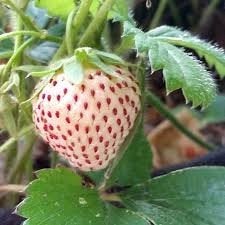 50x Pineberry (witte aardbei) planten (direct kopen), Tuin en Terras, Planten | Tuinplanten, Volle zon, Vaste plant, Ophalen of Verzenden