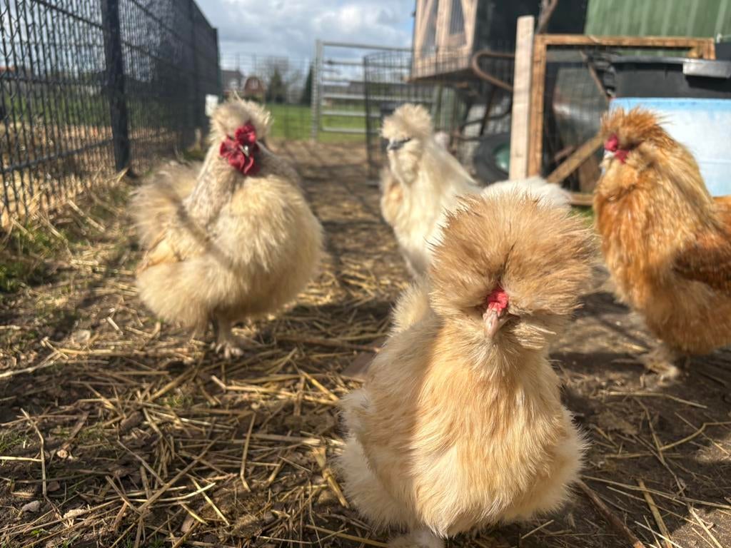 Broedeieren zijdehoen zijdehoender kip, Dieren en Toebehoren, Pluimvee, Geslacht onbekend, Kip