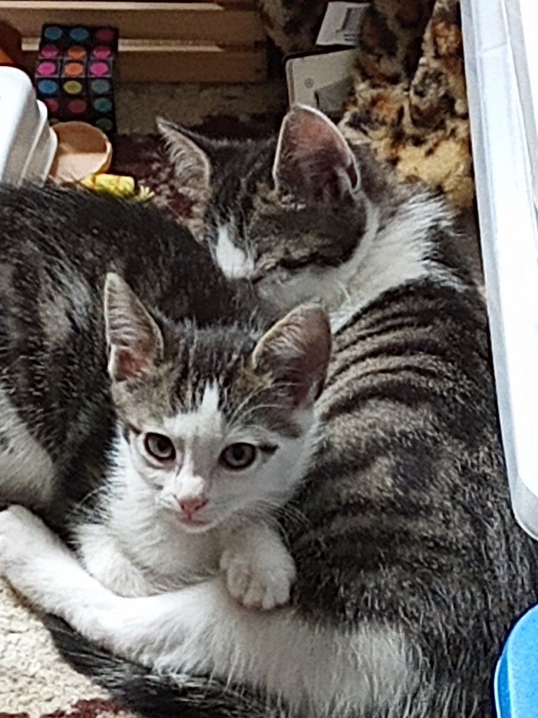De kittens mogen 'uitvliegen', Meerdere dieren, Kortharig, 0 tot 2 jaar