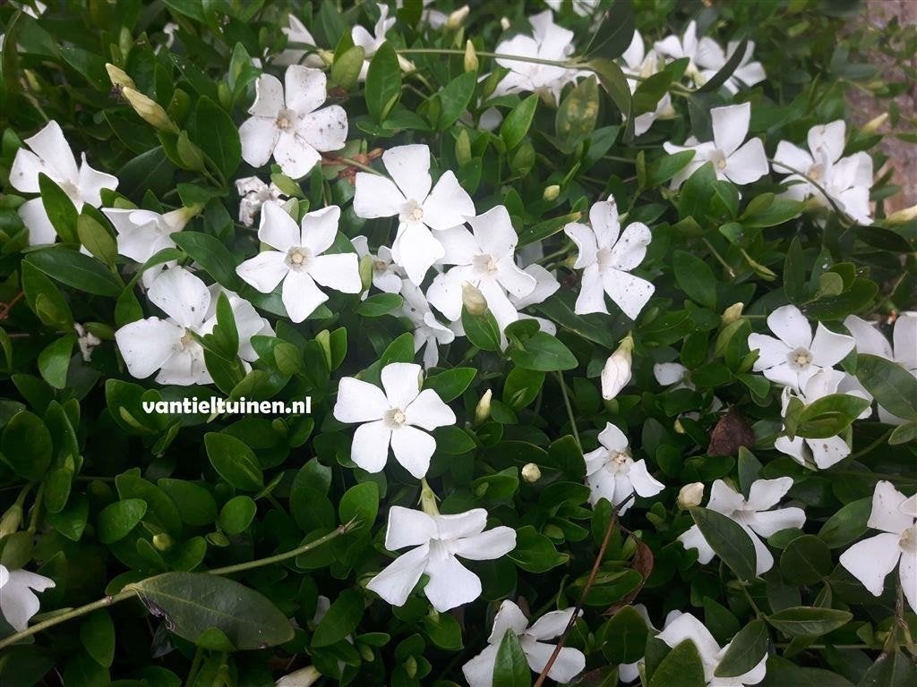 Vinca minor \'Gertrude Jekyll\' maagdenpalm vanaf 1,30, Tuin en Terras, Ophalen, Overige soorten, Halfschaduw
