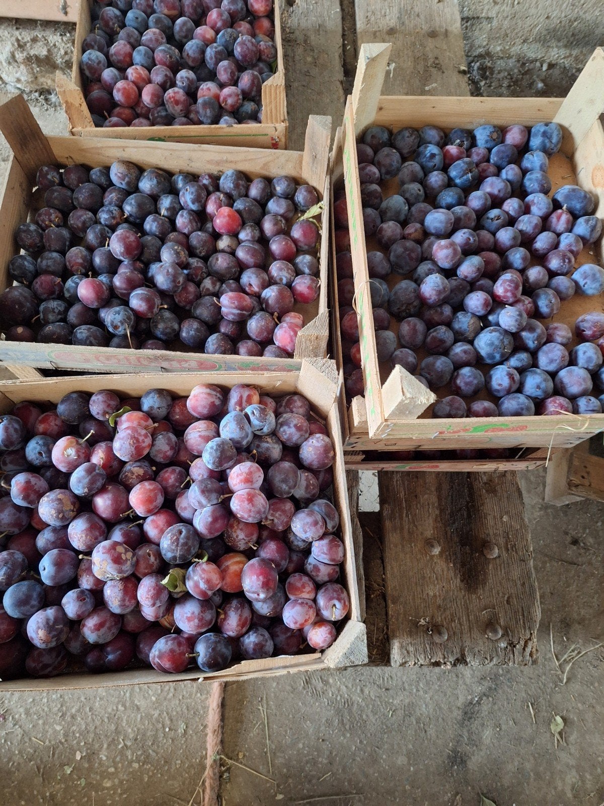 Pruimen voor sap of jam, Ophalen