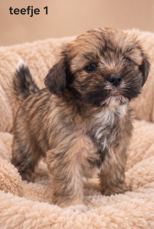 prachtige boomerpups. Shi tzu maal maltezer., Parvo, Overige rassen, 8 tot 15 weken, Meerdere