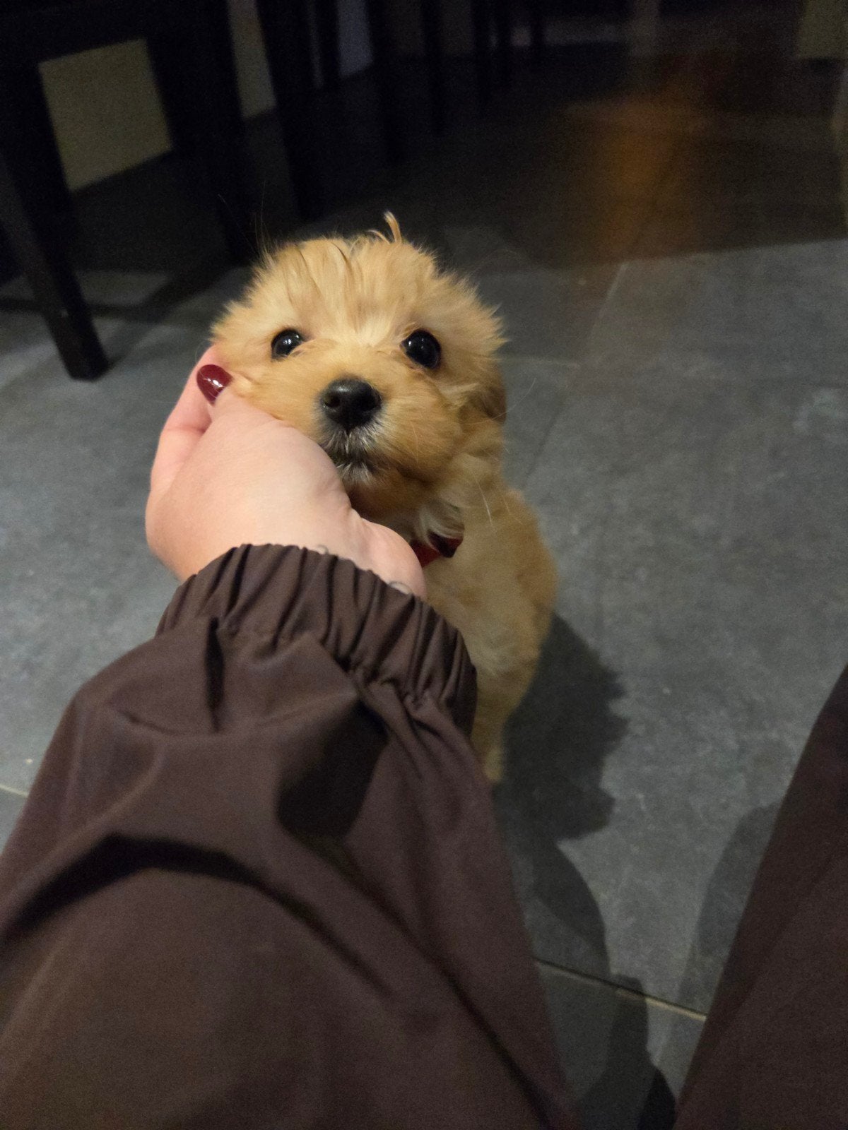 Chihuahua x Toy poedel GERESERVEERD, Dieren en Toebehoren, 8 tot 15 weken, Teef, Eén hond, Chihuahua