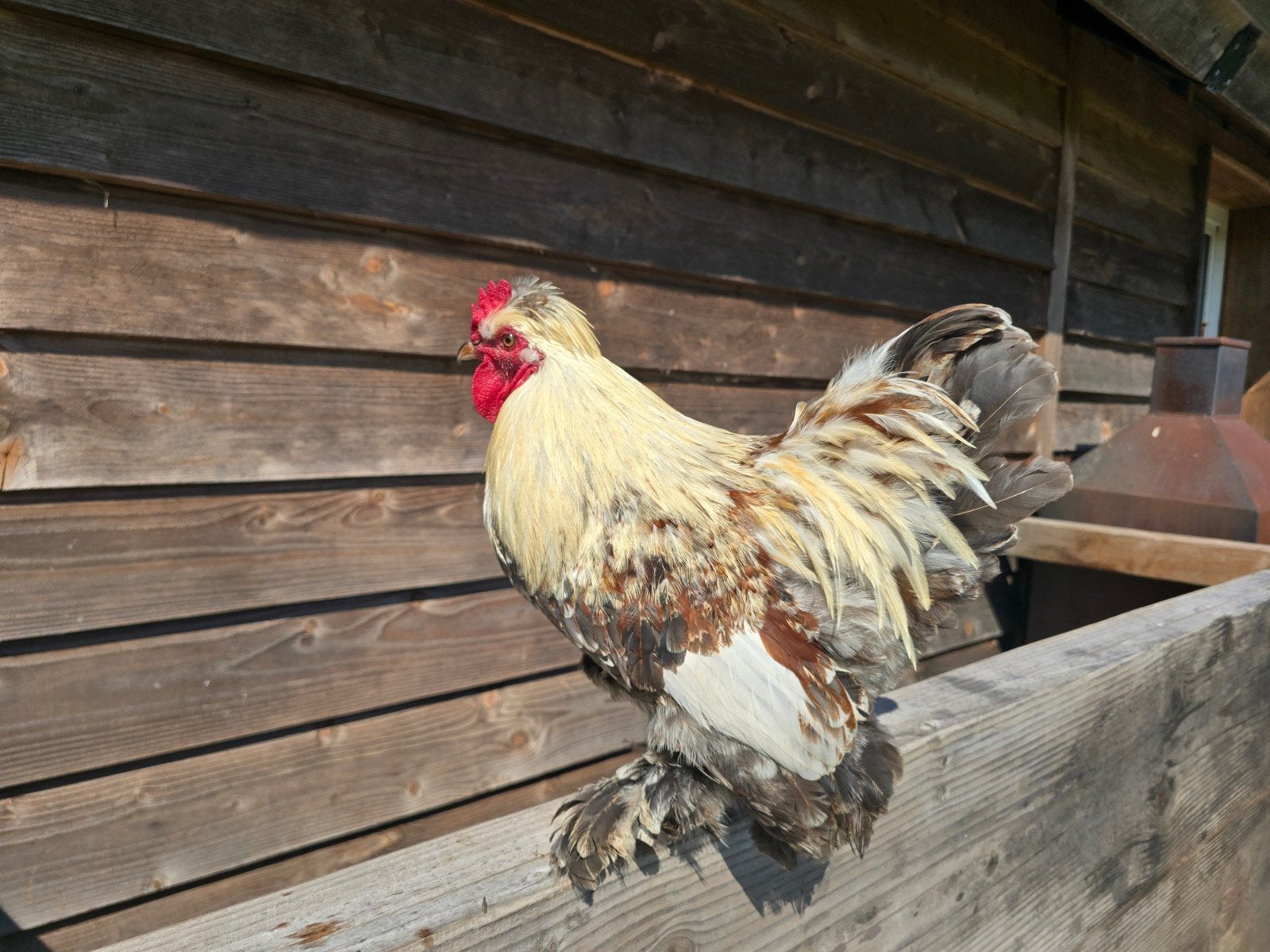 Haan., Dieren en Toebehoren, Mannelijk, Kip
