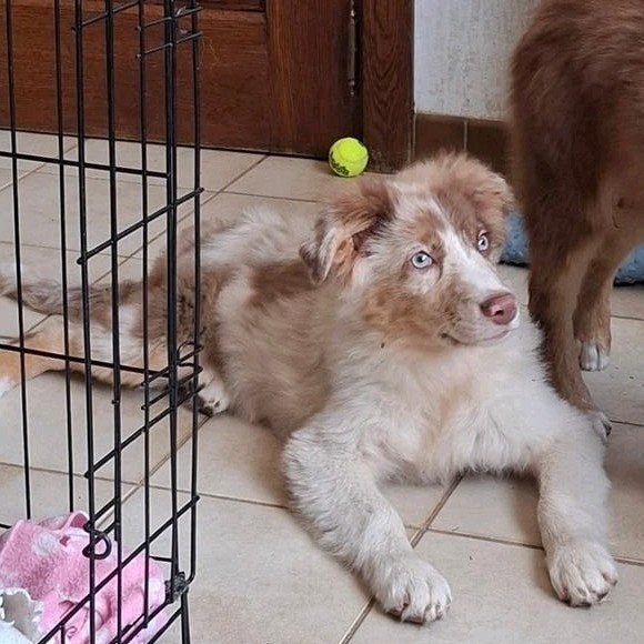Red merle Australische Herder pups op boerderij, België, 15 weken tot 1 jaar, Reu, Meerdere