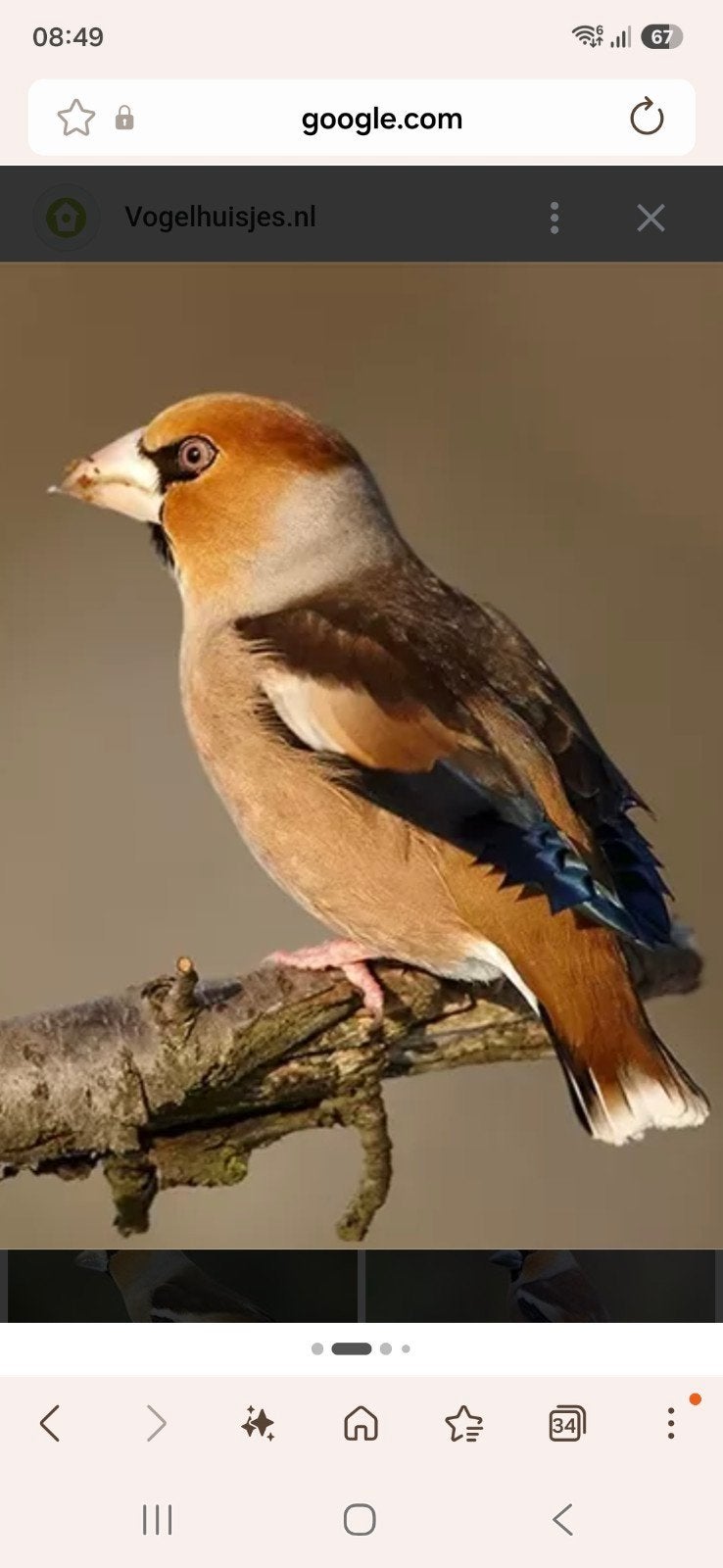appelvinken, Meerdere dieren, Wildzangvogel, Geringd