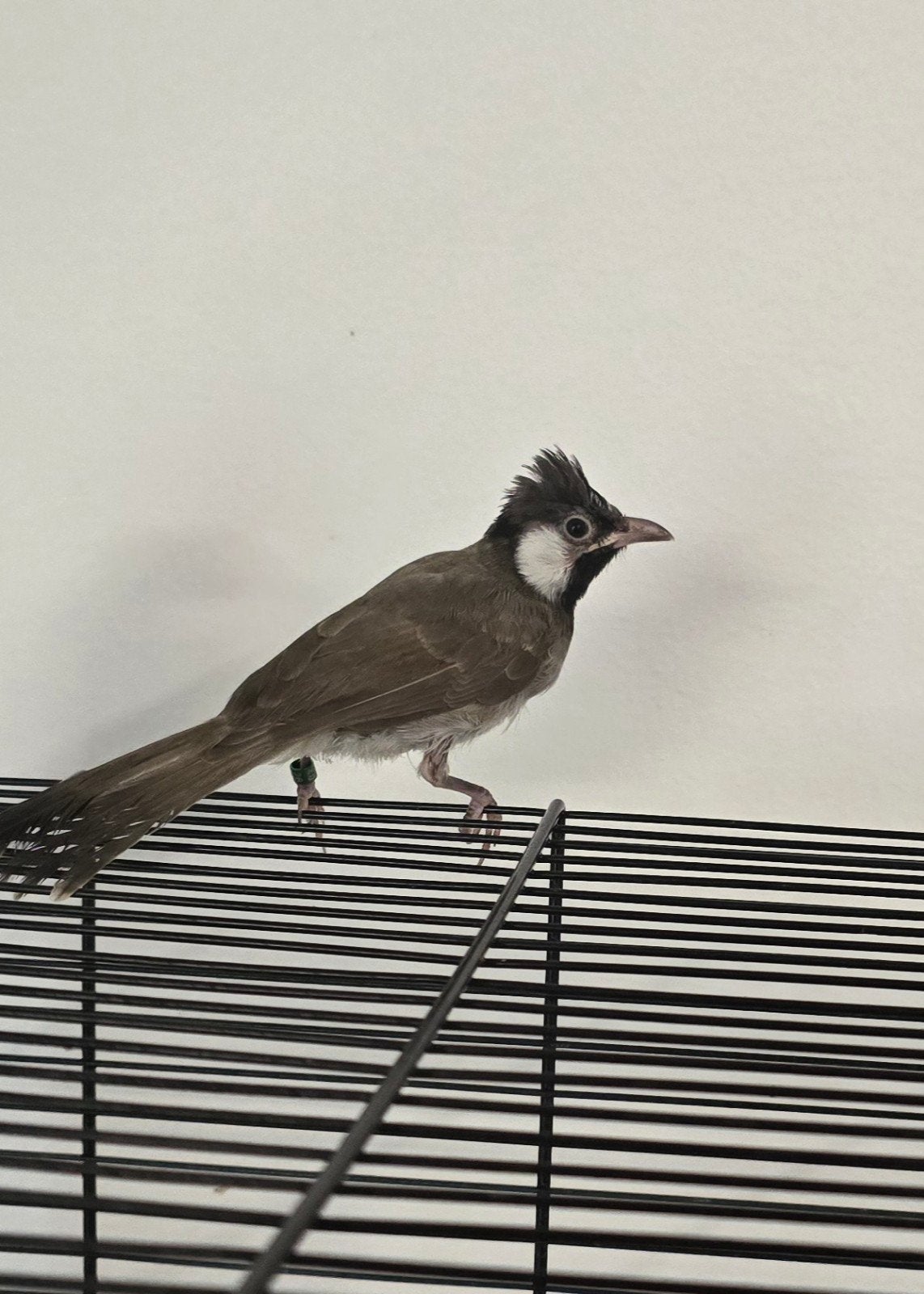 buulbuul, Dieren en Toebehoren, Pluimvee, Mannelijk