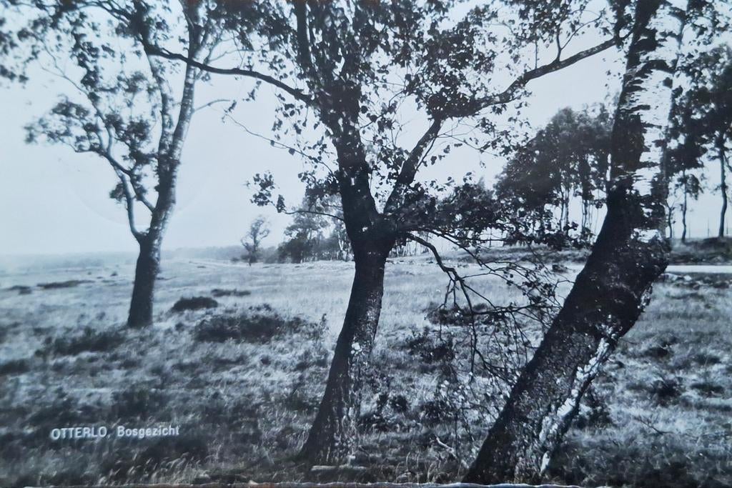 Fotokaart Otterlo - Bosgezicht - 1967, Ophalen of Verzenden, 1960 tot 1980, Gelopen, Gelderland