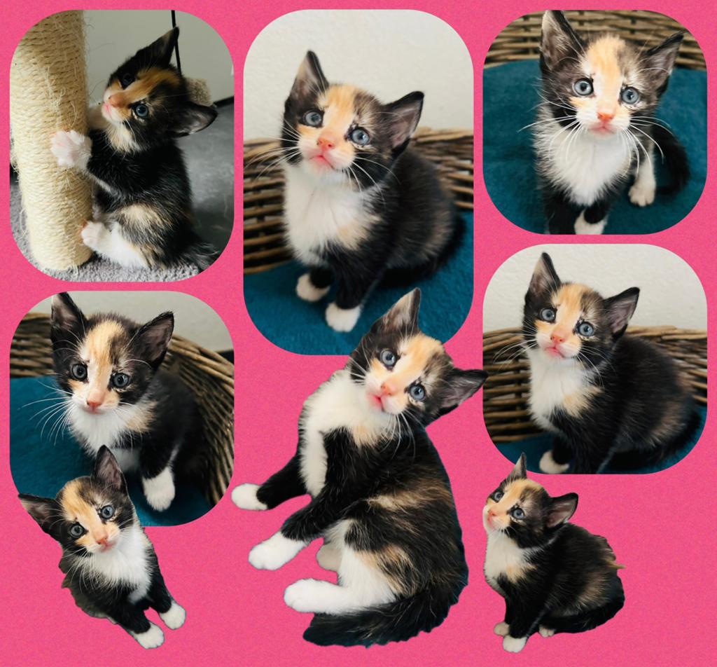 Schattige lieve kittens zoeken een huisje!, Meerdere dieren, Ontwormd, 0 tot 2 jaar