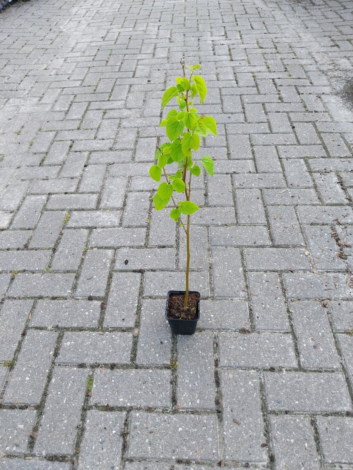 Morus Alba - Witte Moerbei boom, Ophalen, In pot, Volle zon, Overige soorten