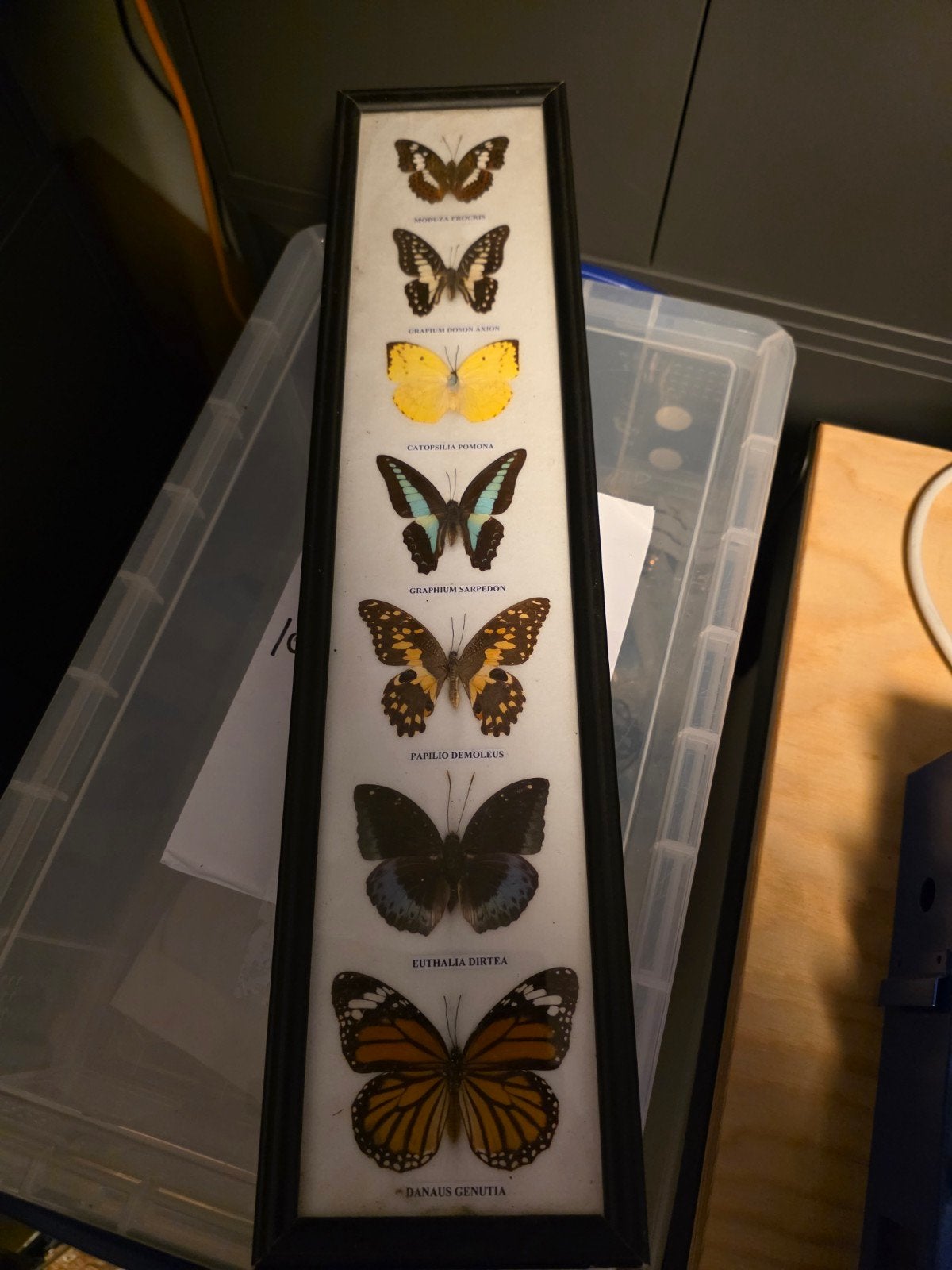 Opgezette vlinders in lijst - assortiment van 7 stuks, Verzamelen, Dierenverzamelingen, Ophalen of Verzenden, Gebruikt, Insect