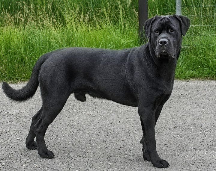CANE CORSO  HDA/ED0/DSRA VRIJ NORMALE PRIJZENKLASSE, Reu, Parvo, Eén hond, 3 tot 5 jaar