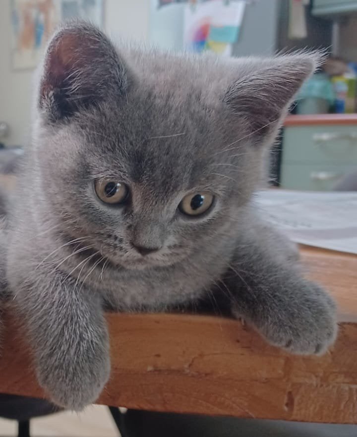 Super lieve Britse Korthaar Kitten beschikbaar, Dieren en Toebehoren, Poes, Ingeënt