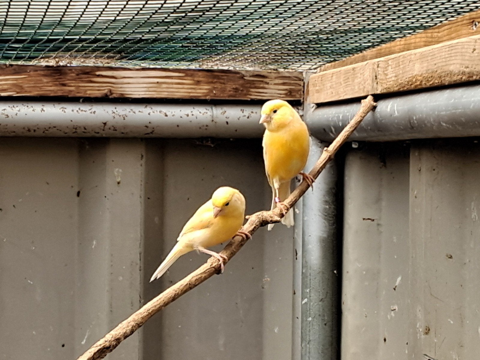 3 jonge waterslager kanaries geel, Dieren en Toebehoren, Vogels | Kanaries, Meerdere dieren, Zangkanarie