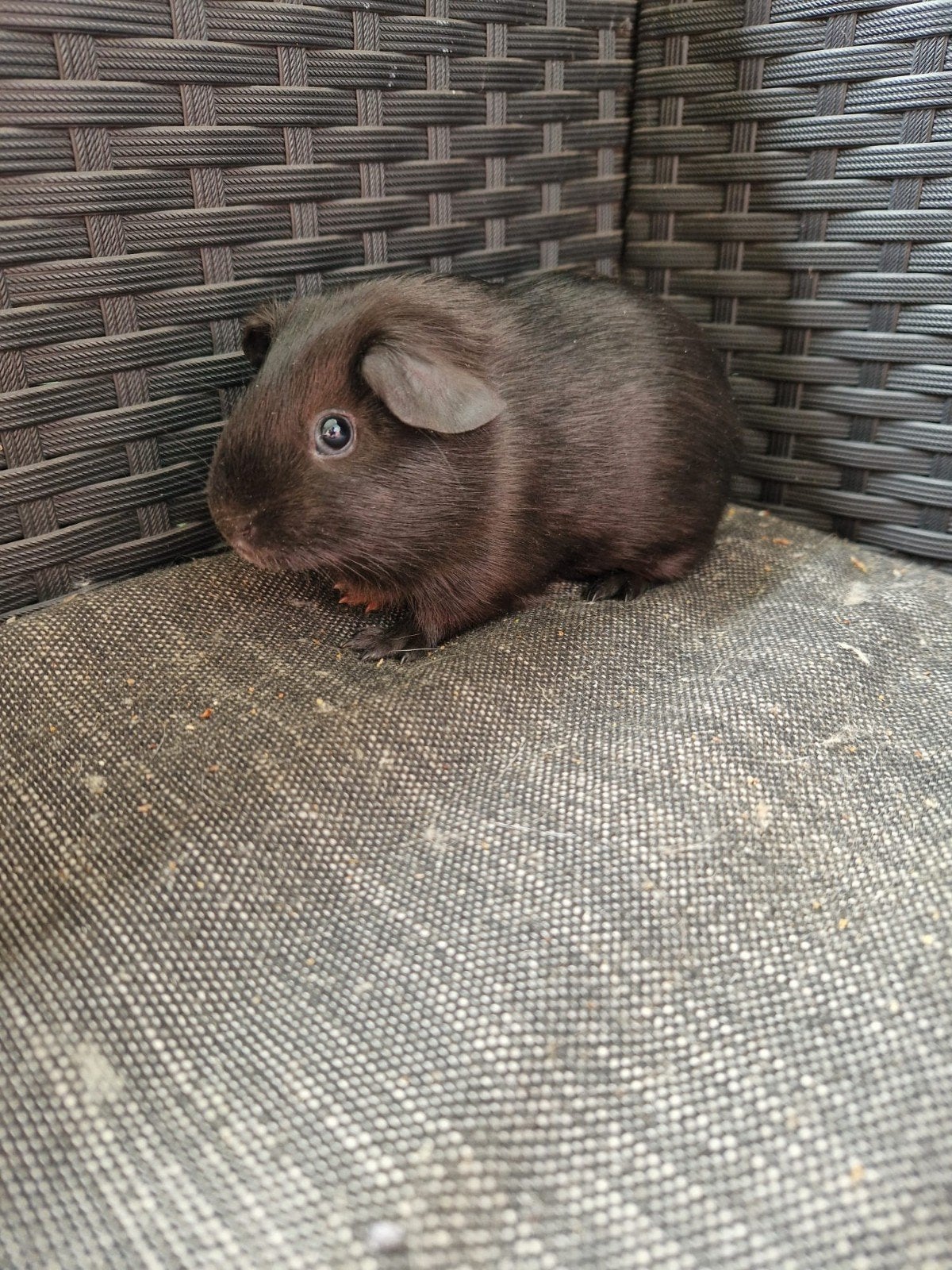 Black and Tan cavia beertje, Mei, Mannelijk, Cavia