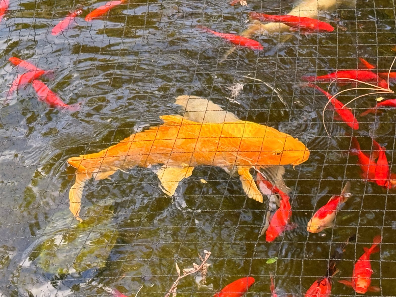 3 koi vissen, Dieren en Toebehoren, Vissen | Vijvervissen, Karper of Koi