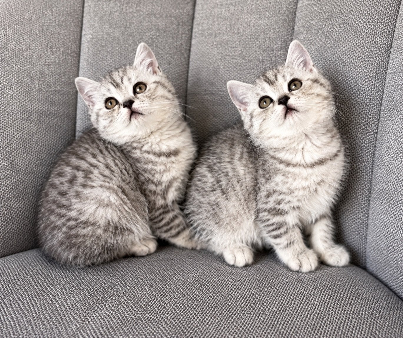 Britse korthaar kittens, Dieren en Toebehoren, Meerdere dieren, Ontwormd, 0 tot 2 jaar