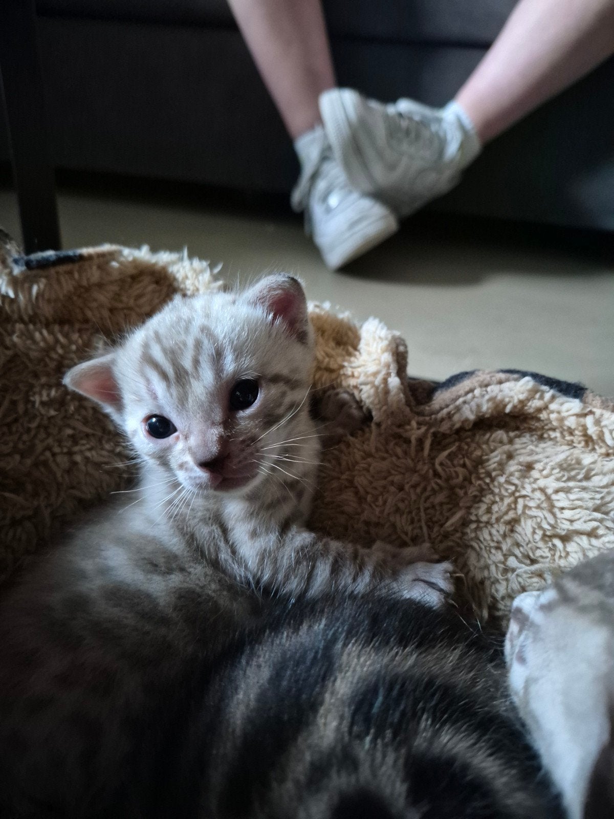 Snow bengaal kittens te koop..., Meerdere dieren