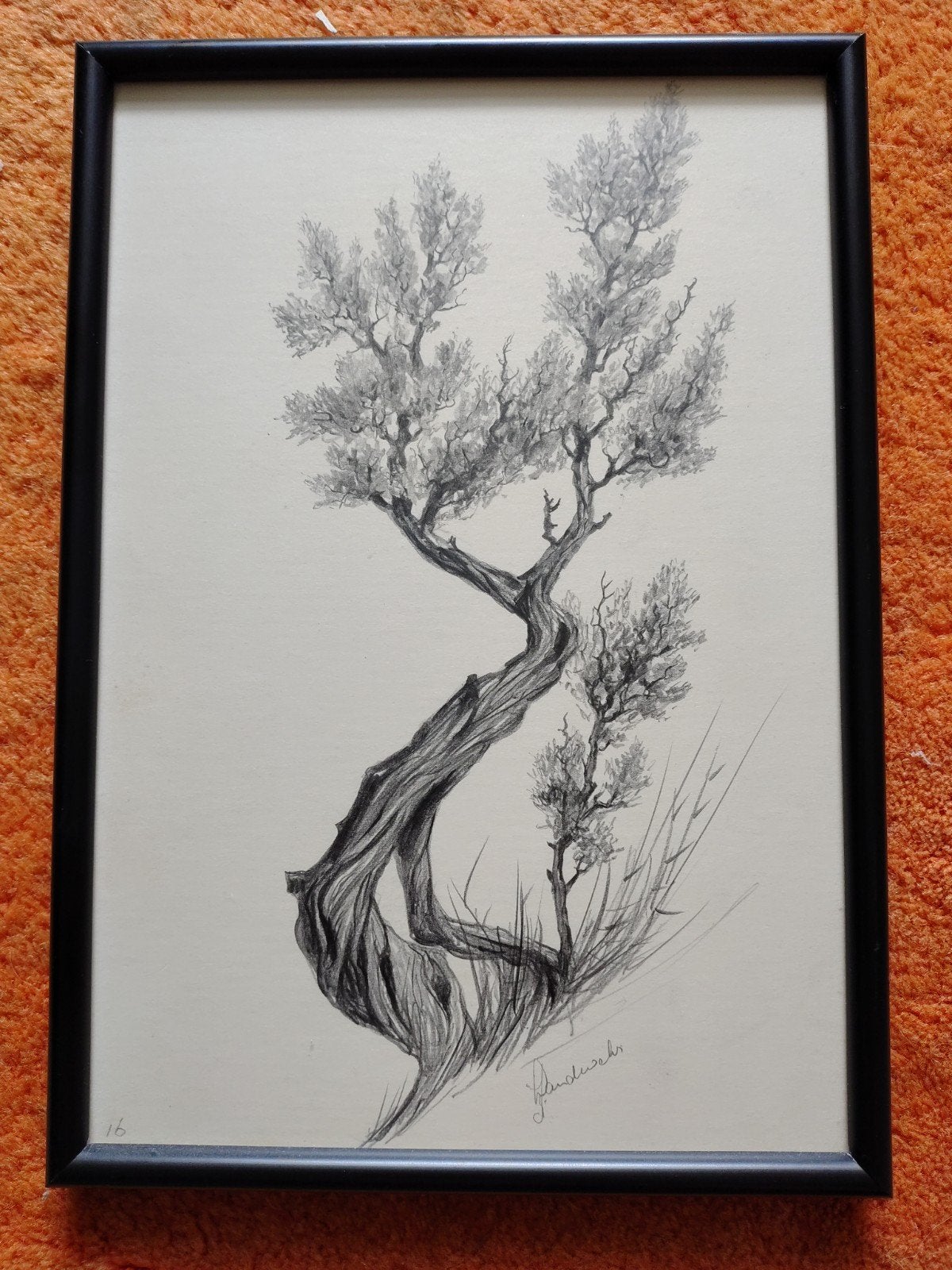 Boomstudie Jaap Landwehr - Botanische Tekening (Ingelijst), Ophalen of Verzenden