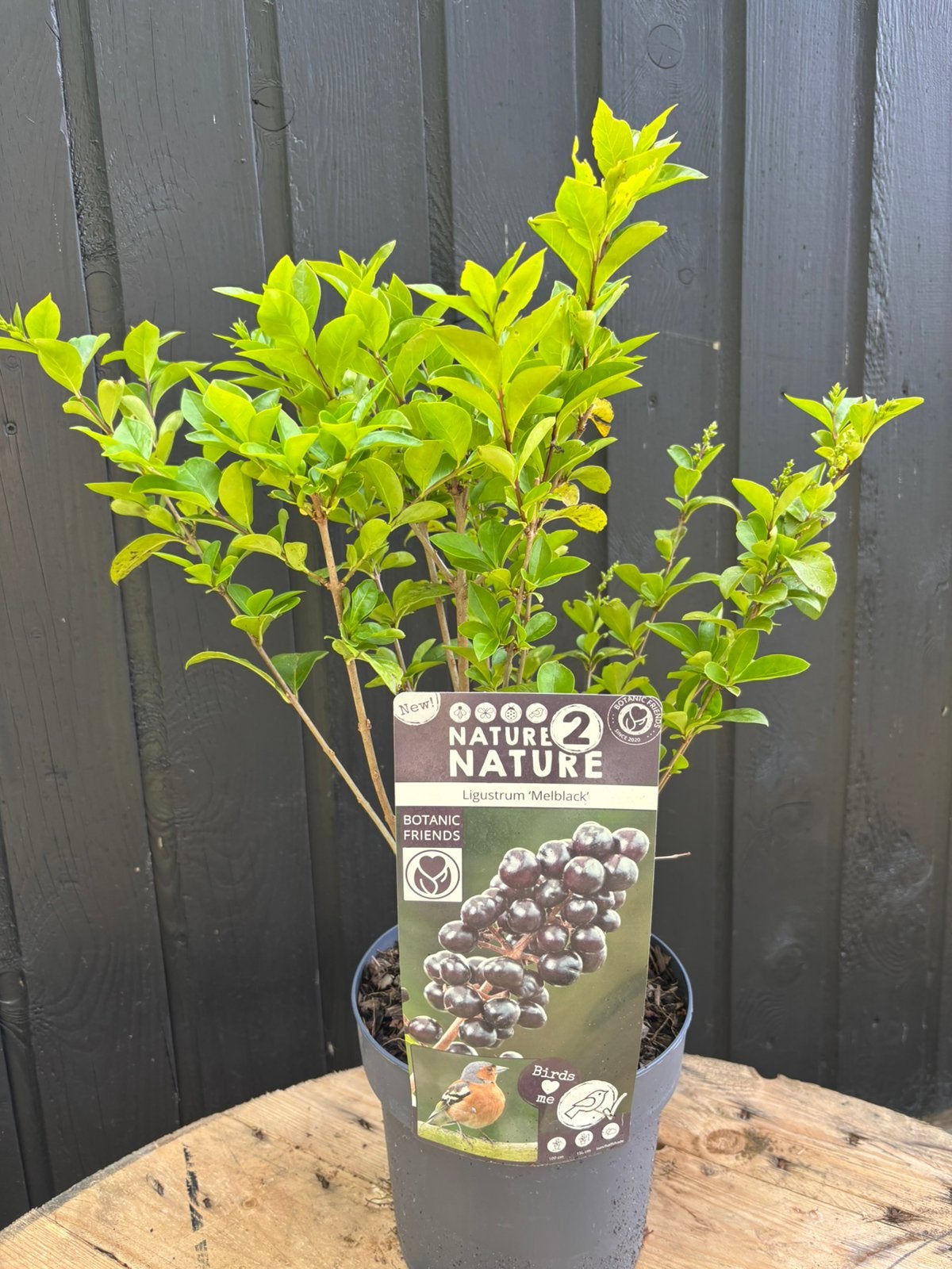 Ligustrum, Ophalen, Liguster, Struik