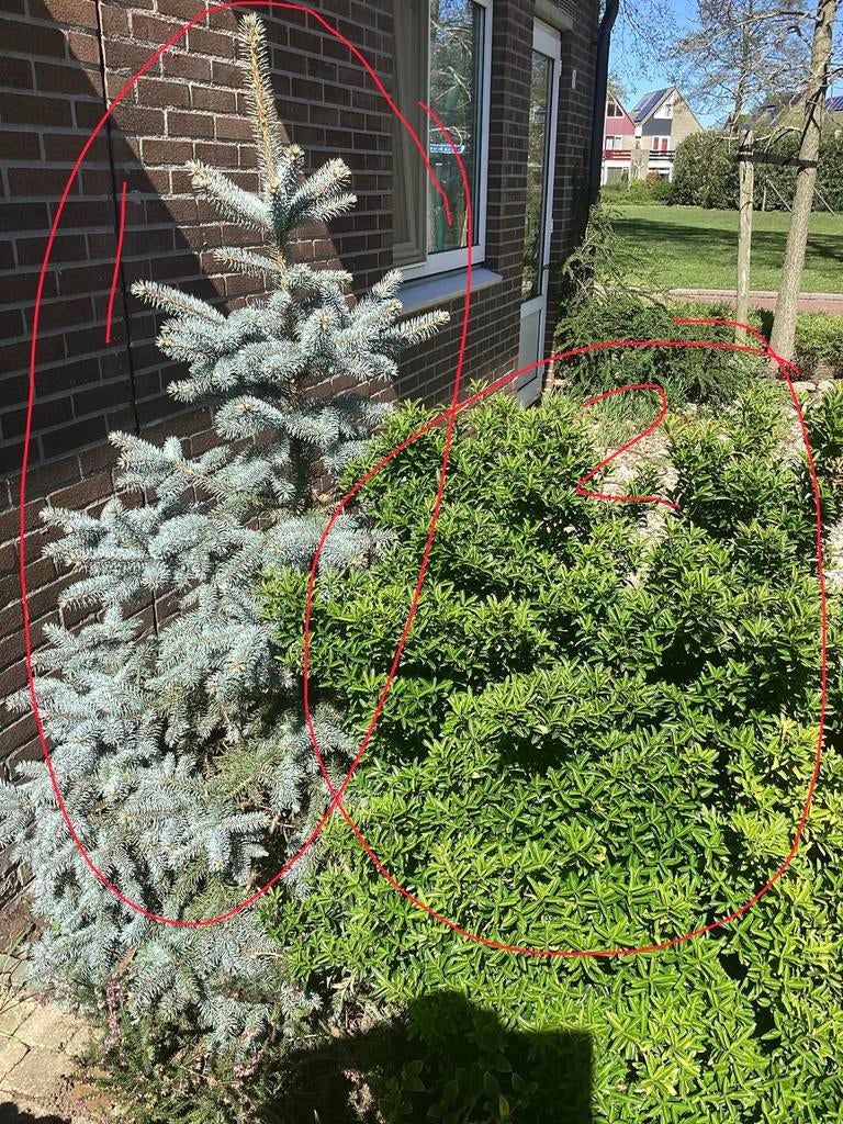 6 verschillende groenblijvende struiken, gratis!, Ophalen, Overige soorten, Struik, 100 tot 250 cm