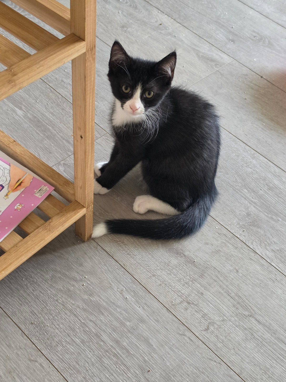 Kittens, Dieren en Toebehoren, Katten en Kittens | Overige Katten, Kater