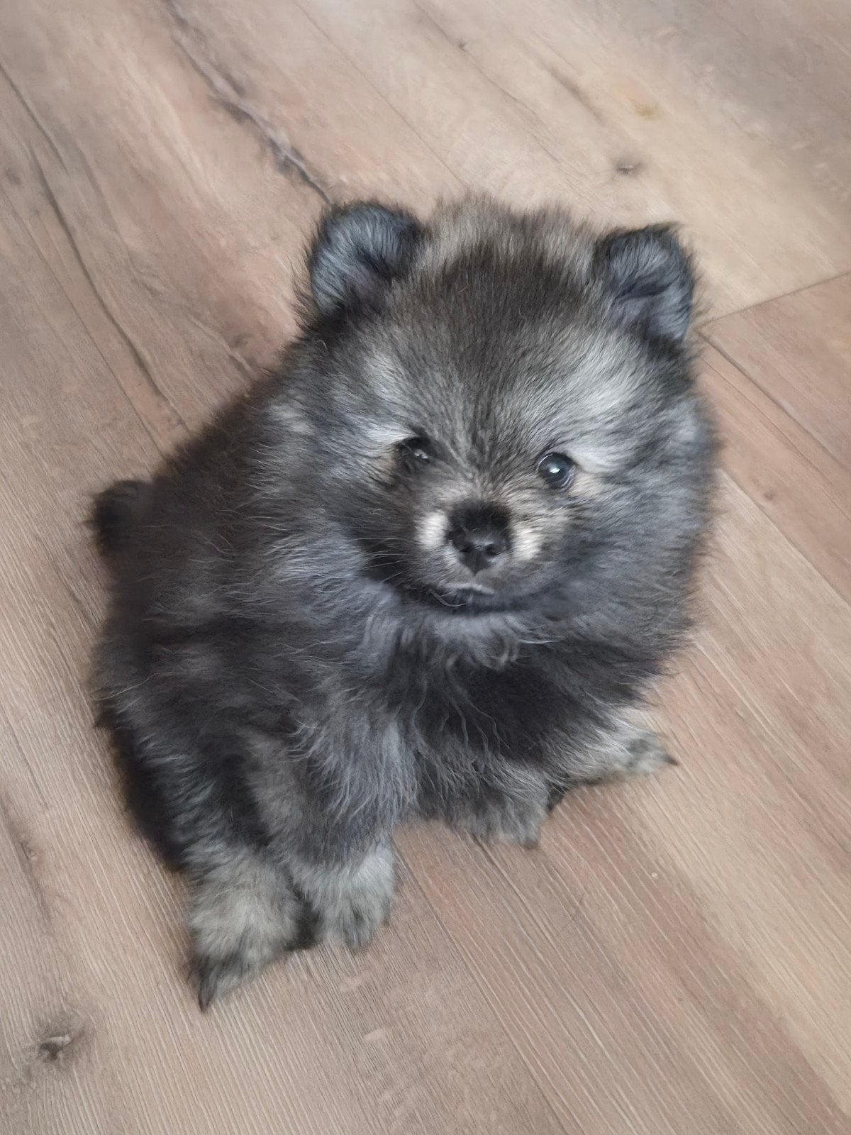 Pomeriaan pups - nog 1 reutje, Keeshond, 8 tot 15 weken, Meerdere, Meerdere dieren