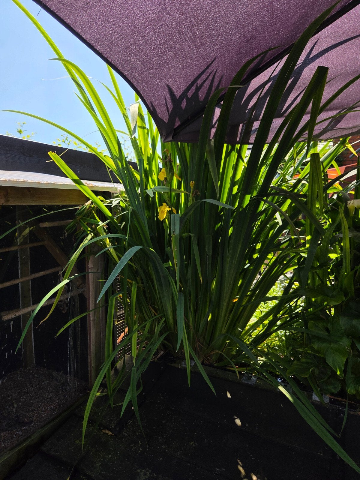 Gele lis ruilen, Tuin en Terras, Planten | Tuinplanten, Ophalen, Overige soorten, Volle zon