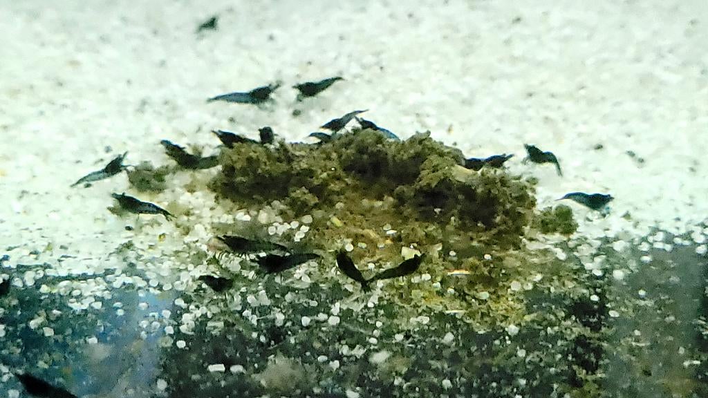 Neocaridina davidi var. "Blue Velvet", Kreeft, Krab of Garnaal, Zoetwatervis, Schoolvis