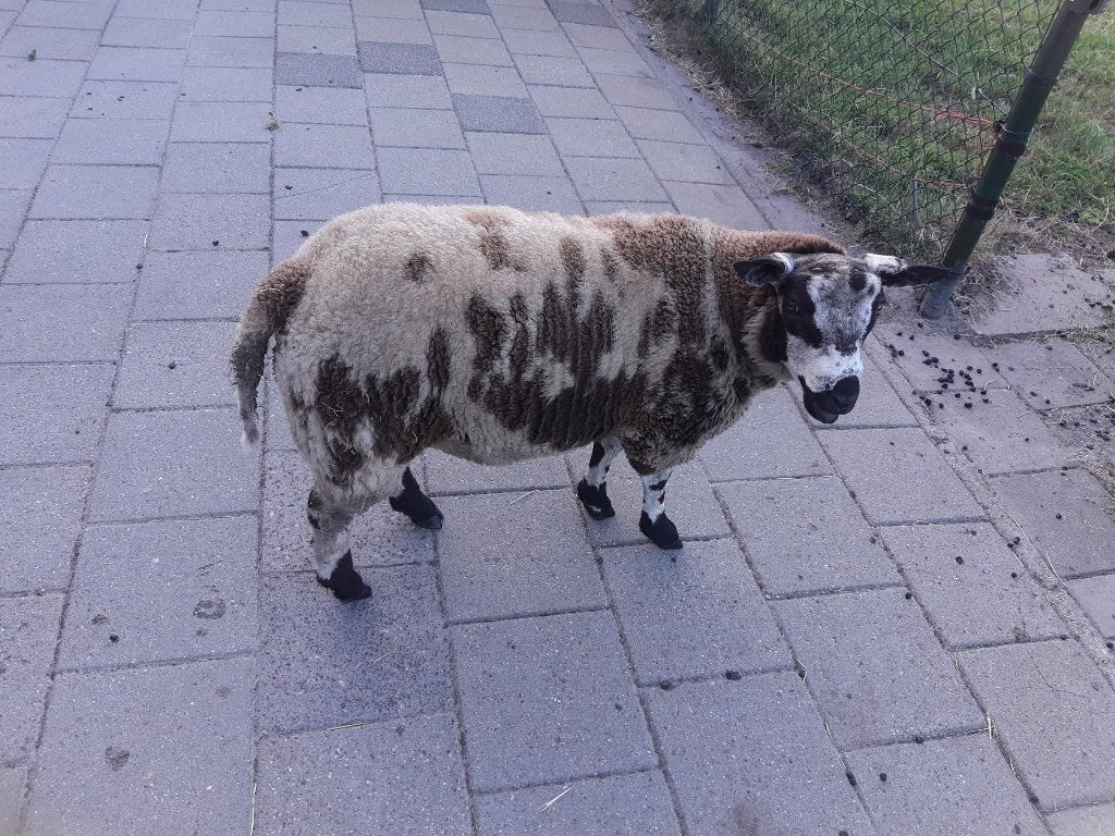 bonte Ram ruilen, Mannelijk, Schaap, 0 tot 2 jaar