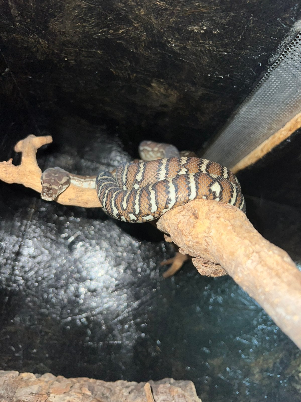 Morelia bredli 0.1 Green Tree Python - female for sale from Mellevandop