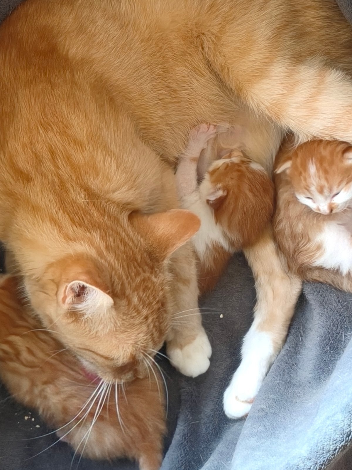 kittens