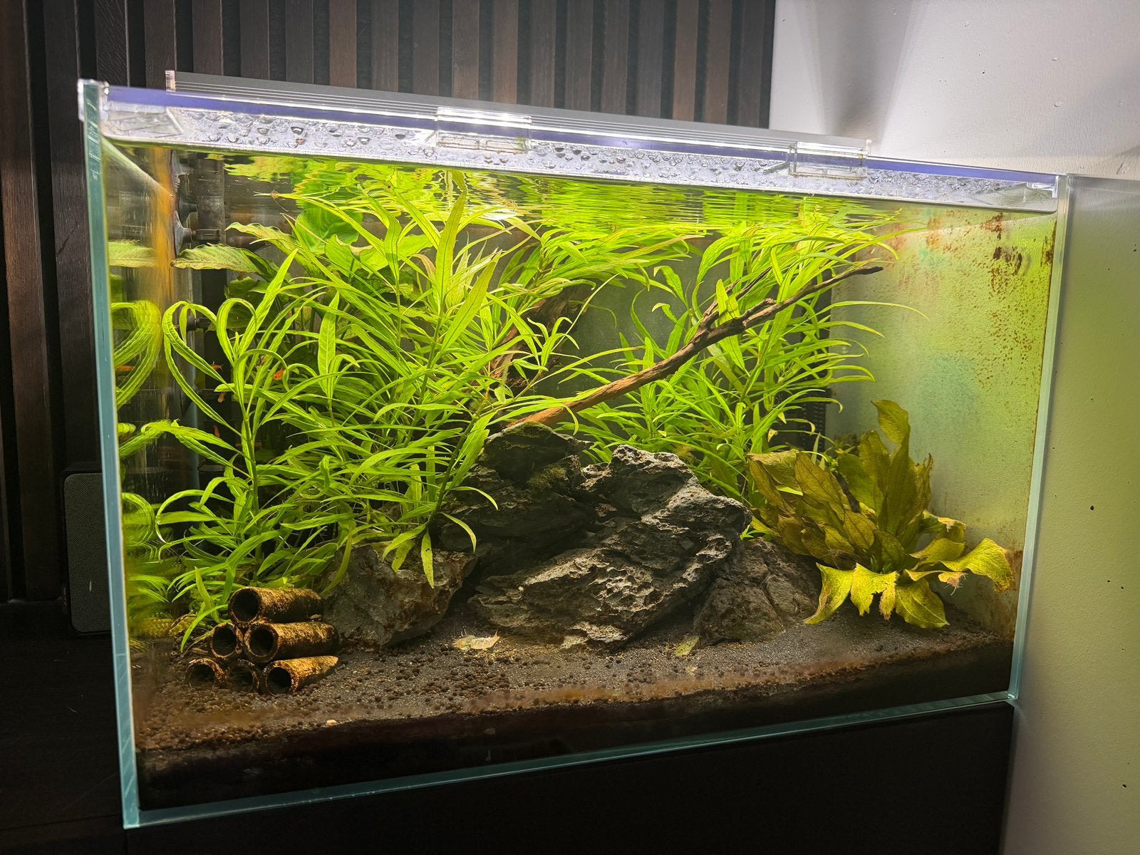 Scaper 90L aquarium super compleet, Dieren en Toebehoren, Ophalen, Inclusief vissen, Superfish, Gevuld zoetwateraquarium