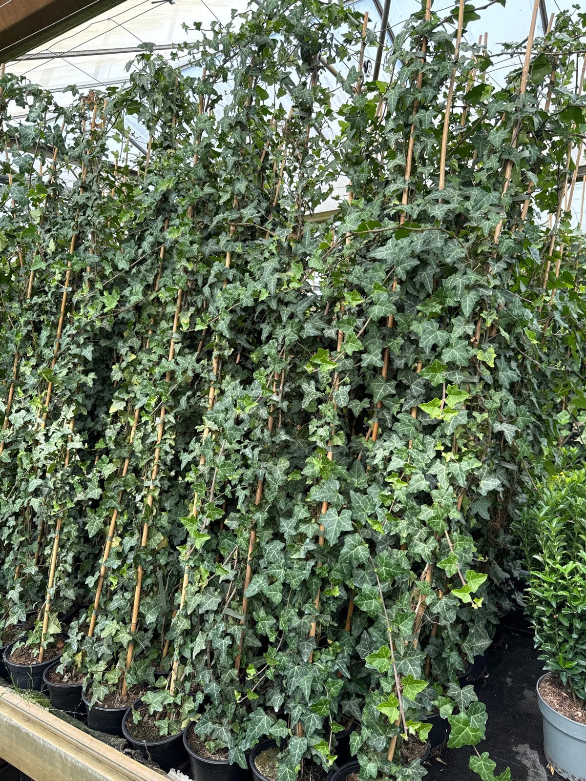 Hedera Helix Klimop 150/175 cm, Vaste plant, Ophalen of Verzenden, Bloeit niet, Halfschaduw