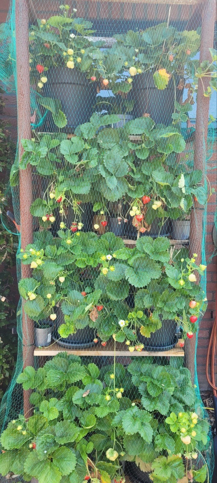 aardbeiplanten, Ophalen, Zomer, Volle zon