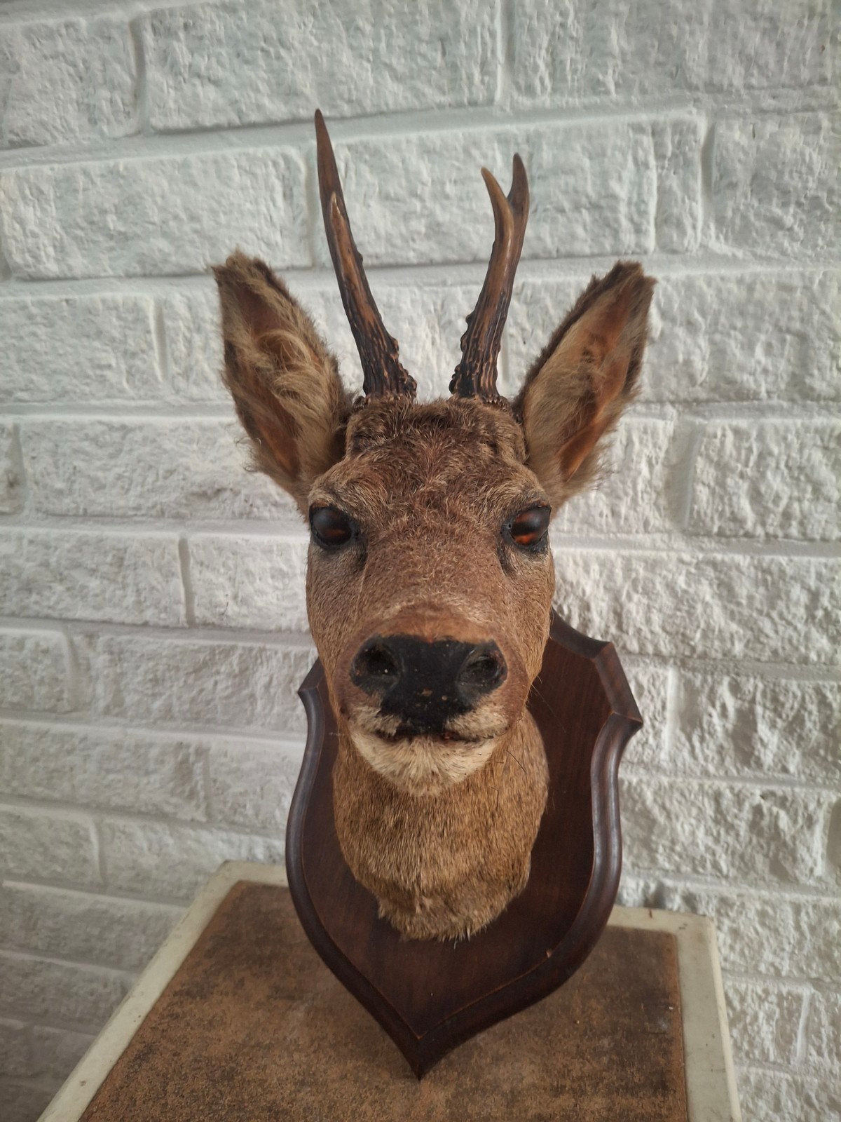 Opgezette reeënkop uit Frankrijk- taxidermie, Verzamelen, Dierenverzamelingen, Ophalen of Verzenden, Opgezet dier