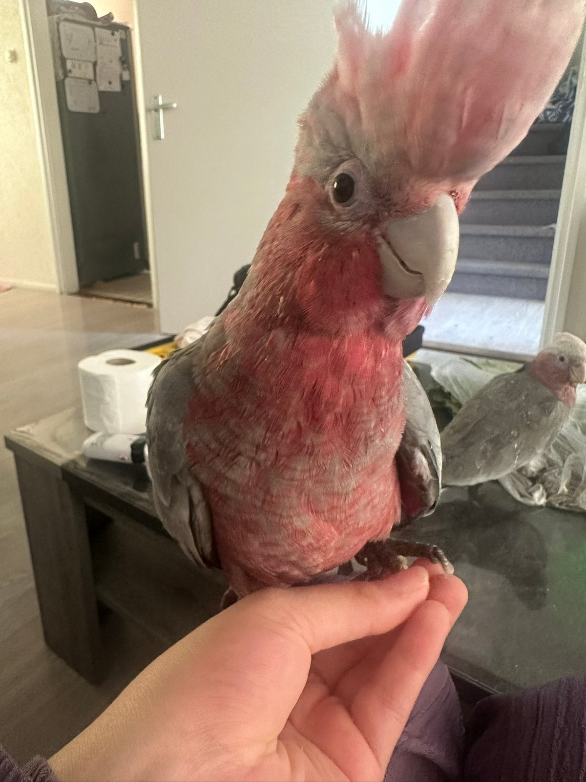 Lieve roze kaketoe pop, Vrouwelijk, Dwergpapegaai of Agapornis