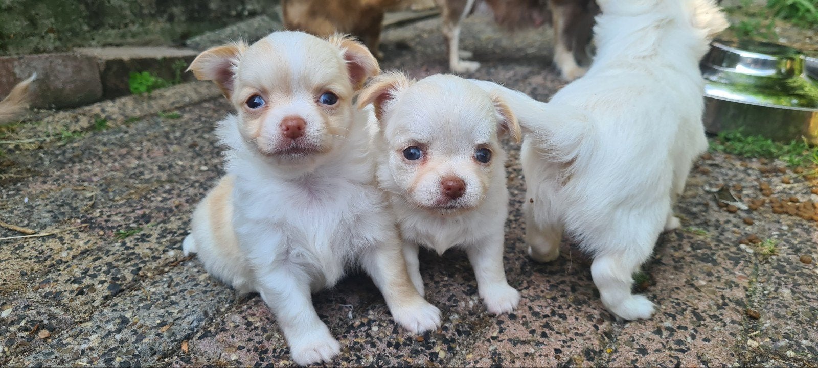 Raszuivere Chihuahua langhaar pups te reserveren, Reu, 8 tot 15 weken, Parvo, Meerdere