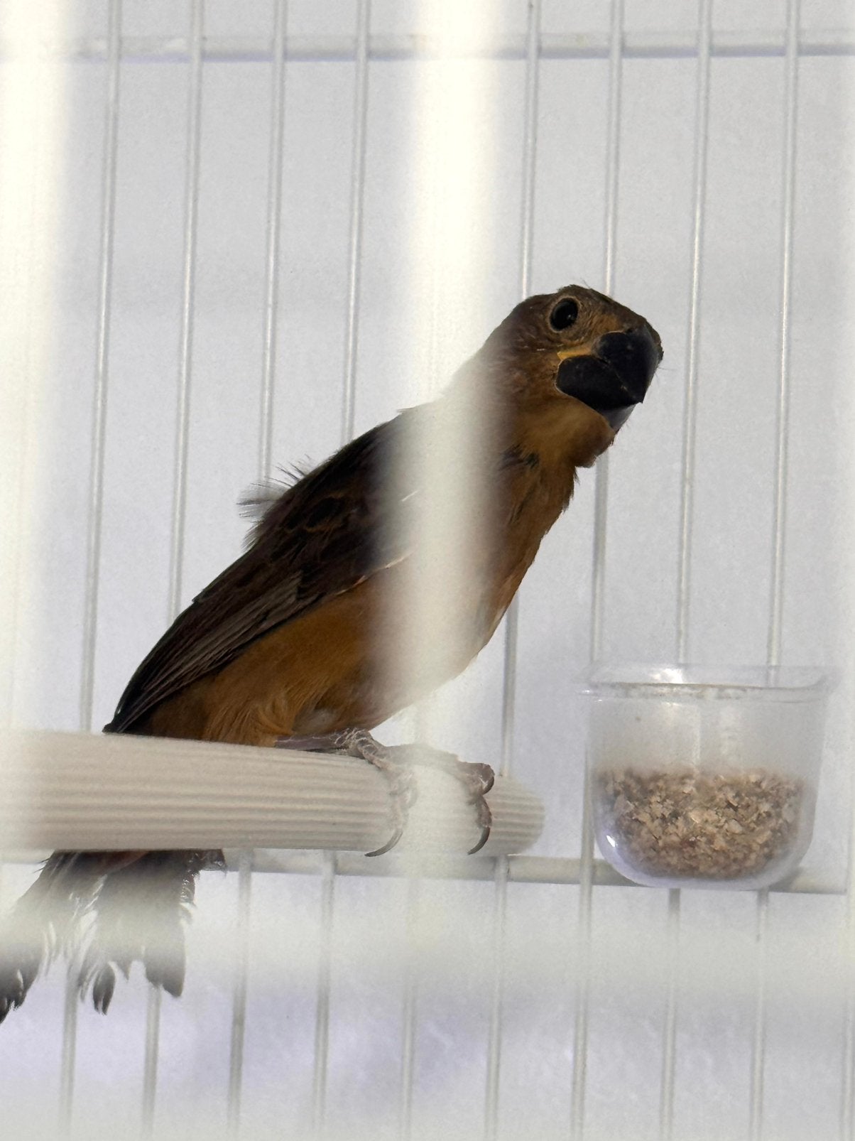 Twatwa  man, Mannelijk, Tropenvogel, Geringd