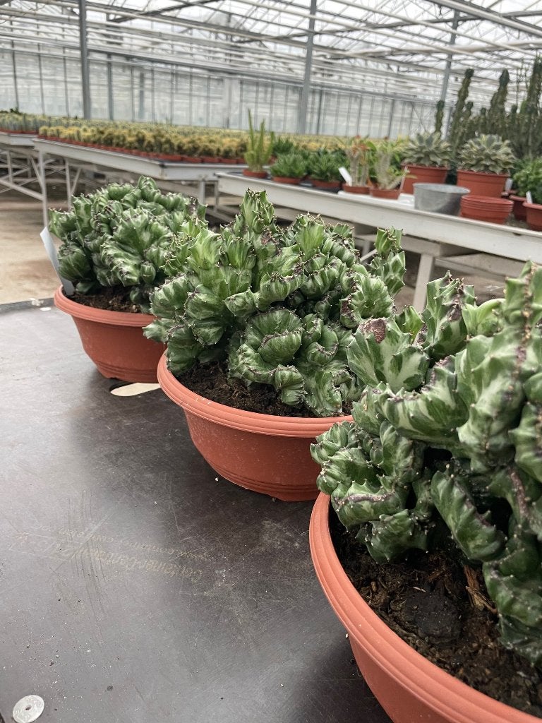 Cactus Euphorbia Lactea cristaat in de 23cm schaal, Minder dan 100 cm, Bloeiende kamerplant, Halfschaduw, Ophalen of Verzenden